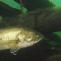 Family Nature Event: Festival of FISH!