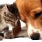 International World of Cats