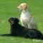 Purina Pro Plan Dog Show