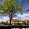 Toronto Tree Portrait Opening Reception