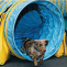 WoofJocks Canine Performance Team - Family Day on Toronto's Waterfront!